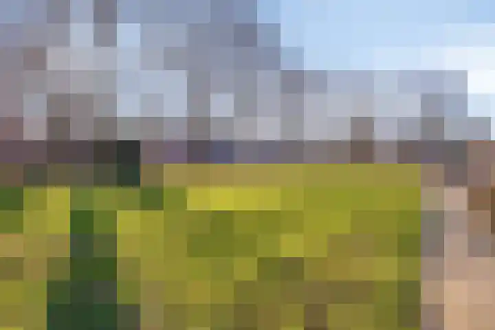 Koningspage 57 Oss thumbnail 31