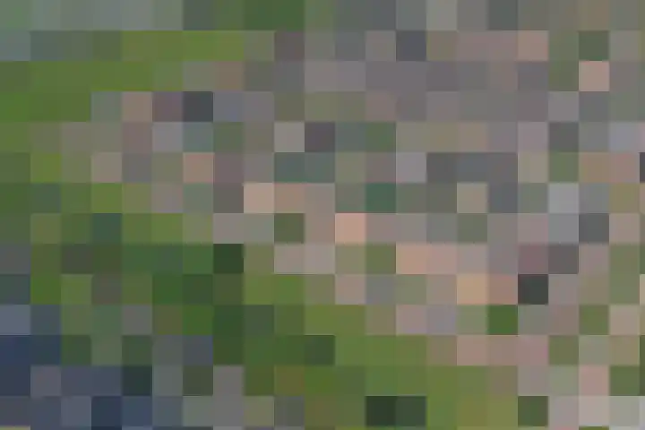Koningspage 95 Hoogeveen thumbnail 31