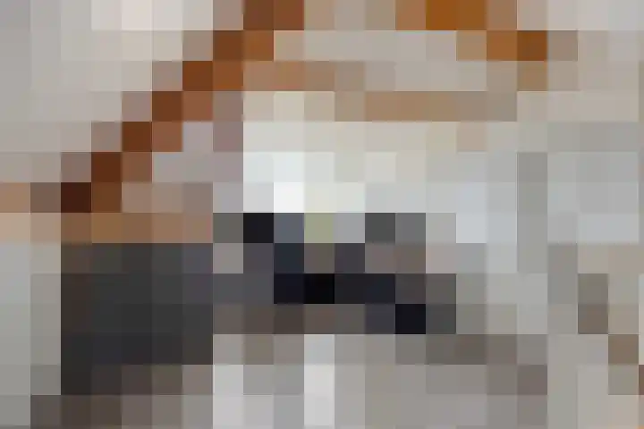 Koningsspil 13 Rijkevoort thumbnail 33