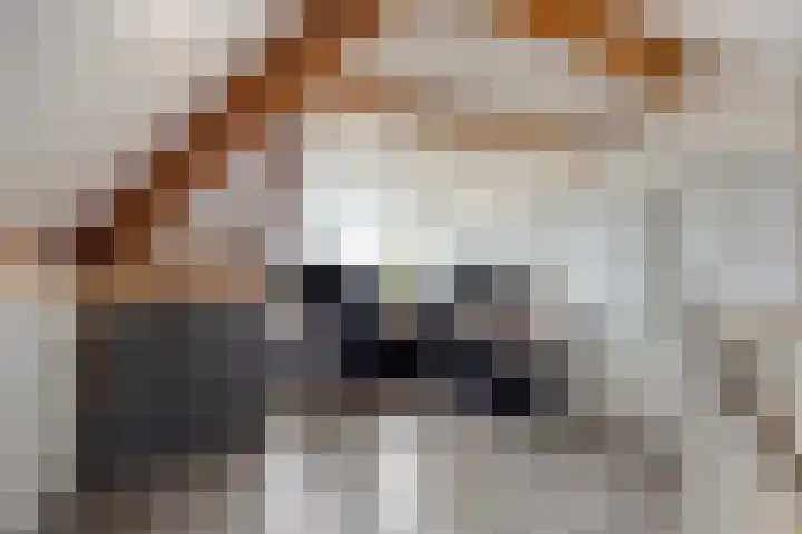 Koningsspil 13 Rijkevoort thumbnail 4