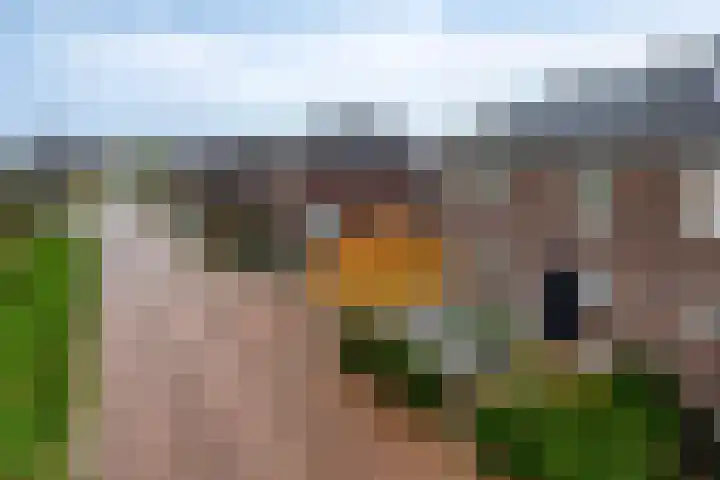 Koningsspil 13 Rijkevoort thumbnail 8