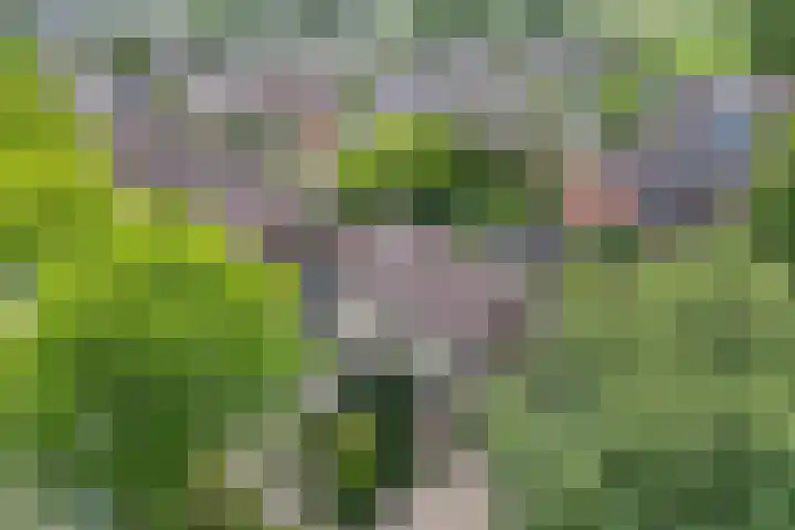 Koningsspil 4 Sneek thumbnail 49