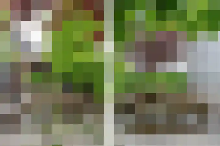 Koningsspil 41 Hardenberg thumbnail 60