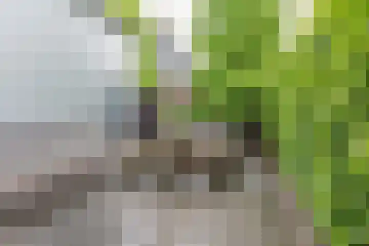 Koningsspil 41 Hardenberg thumbnail 65