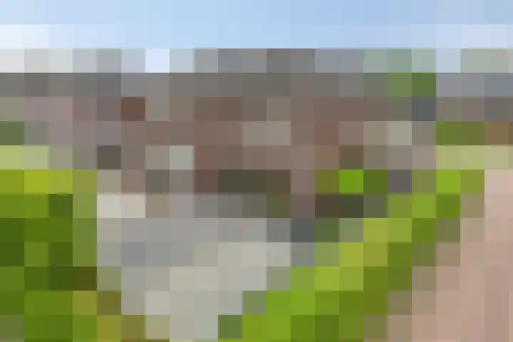 Koningsspil 5 Rijkevoort thumbnail 34