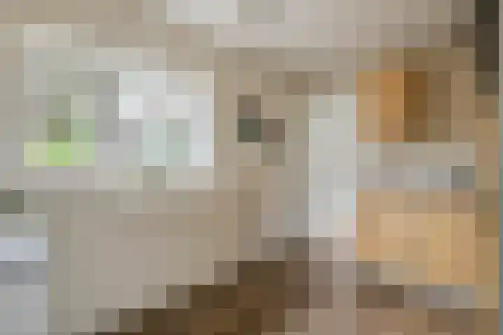 Koningstraat 48 B Afferden thumbnail 18