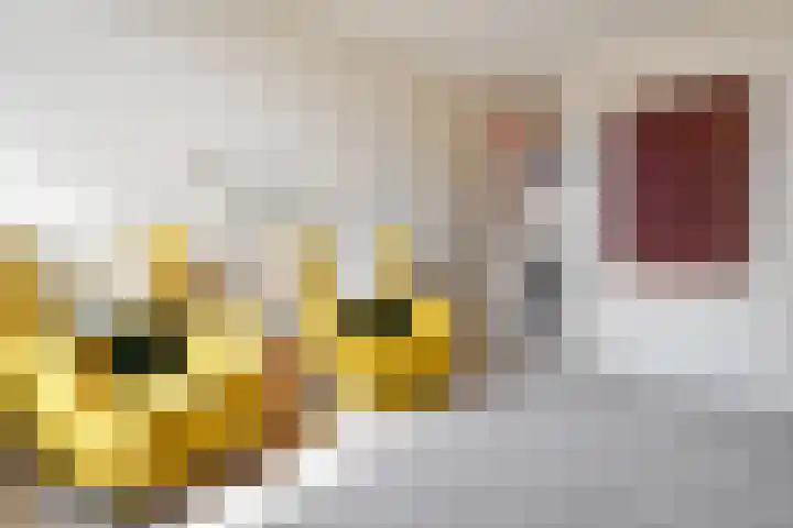 Koningsvaren 12 Nootdorp thumbnail 39