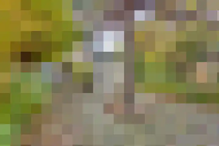 Koningsvaren 12 Purmerend thumbnail 25