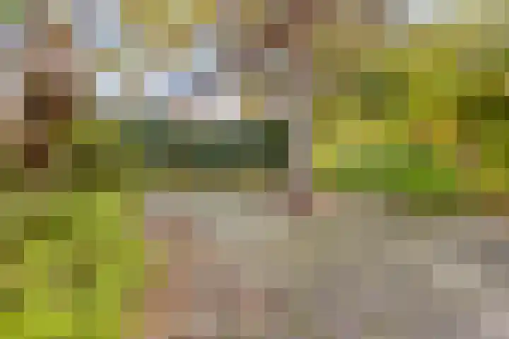 Koningsvaren 12 Purmerend thumbnail 4