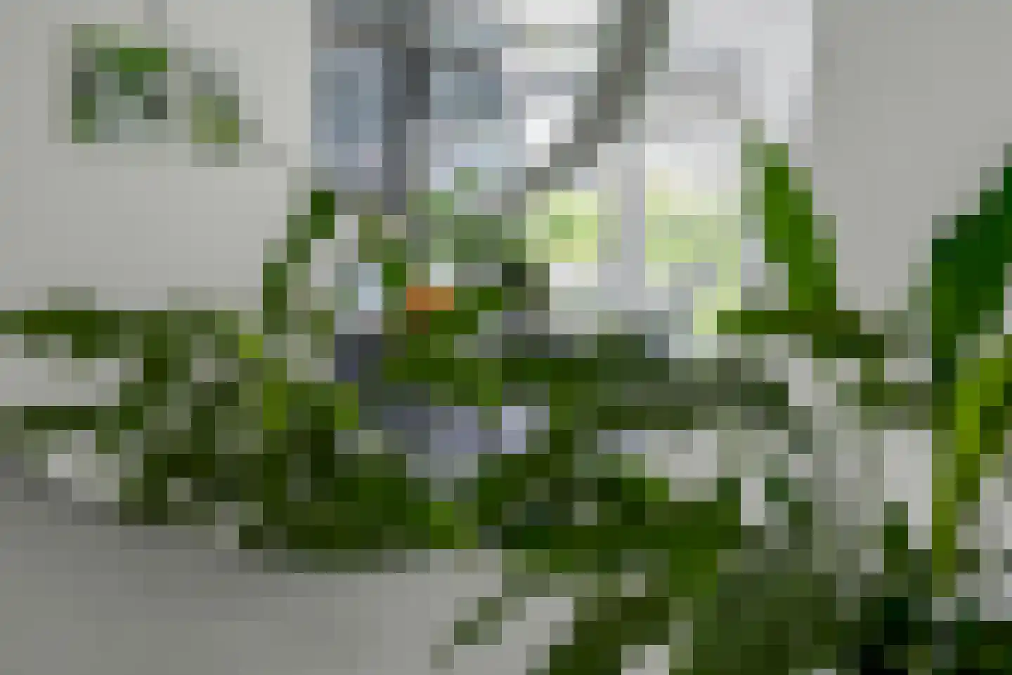 Koningsvaren 2 Bergschenhoek thumbnail 21