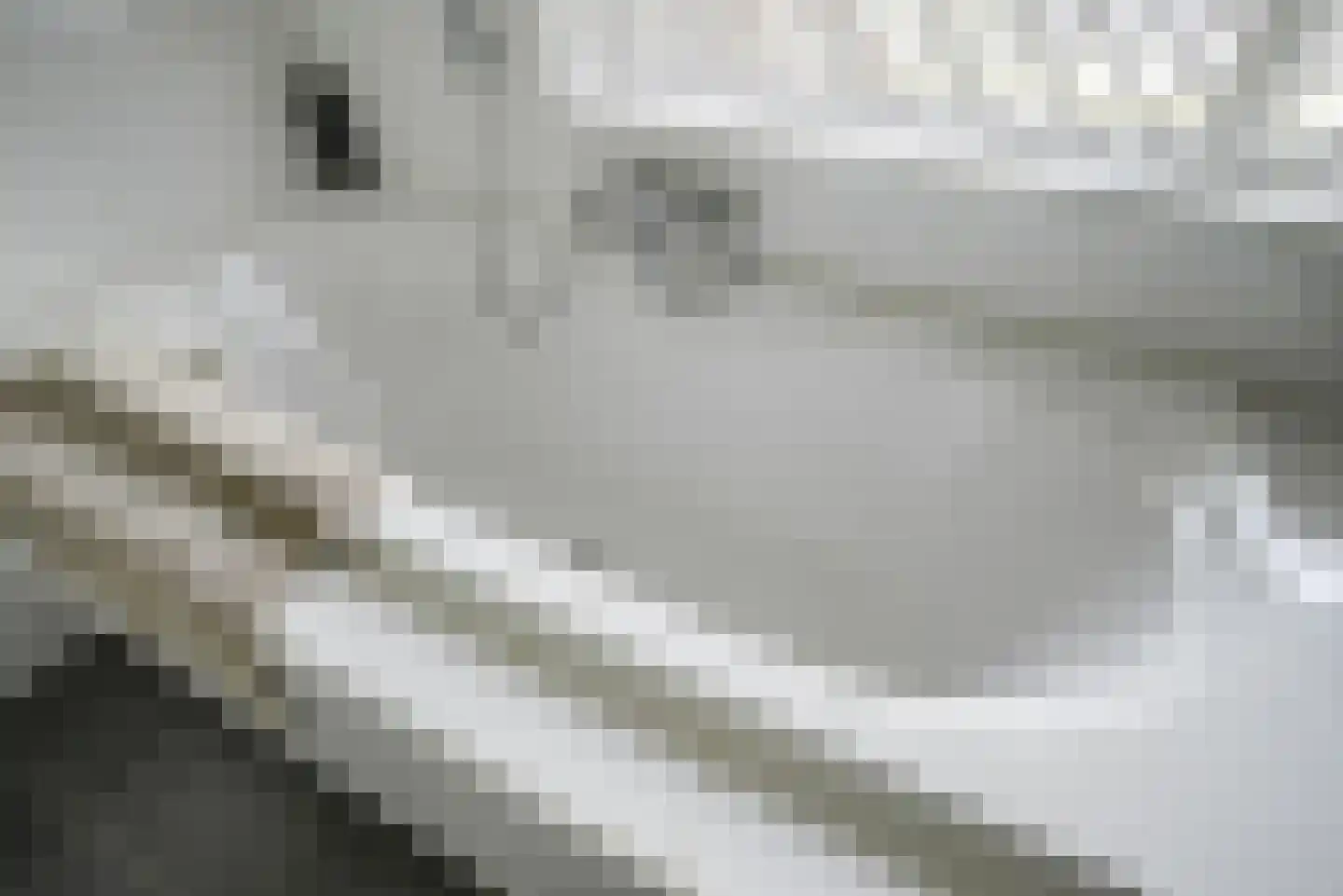 Koningsvaren 2 Bergschenhoek thumbnail 40