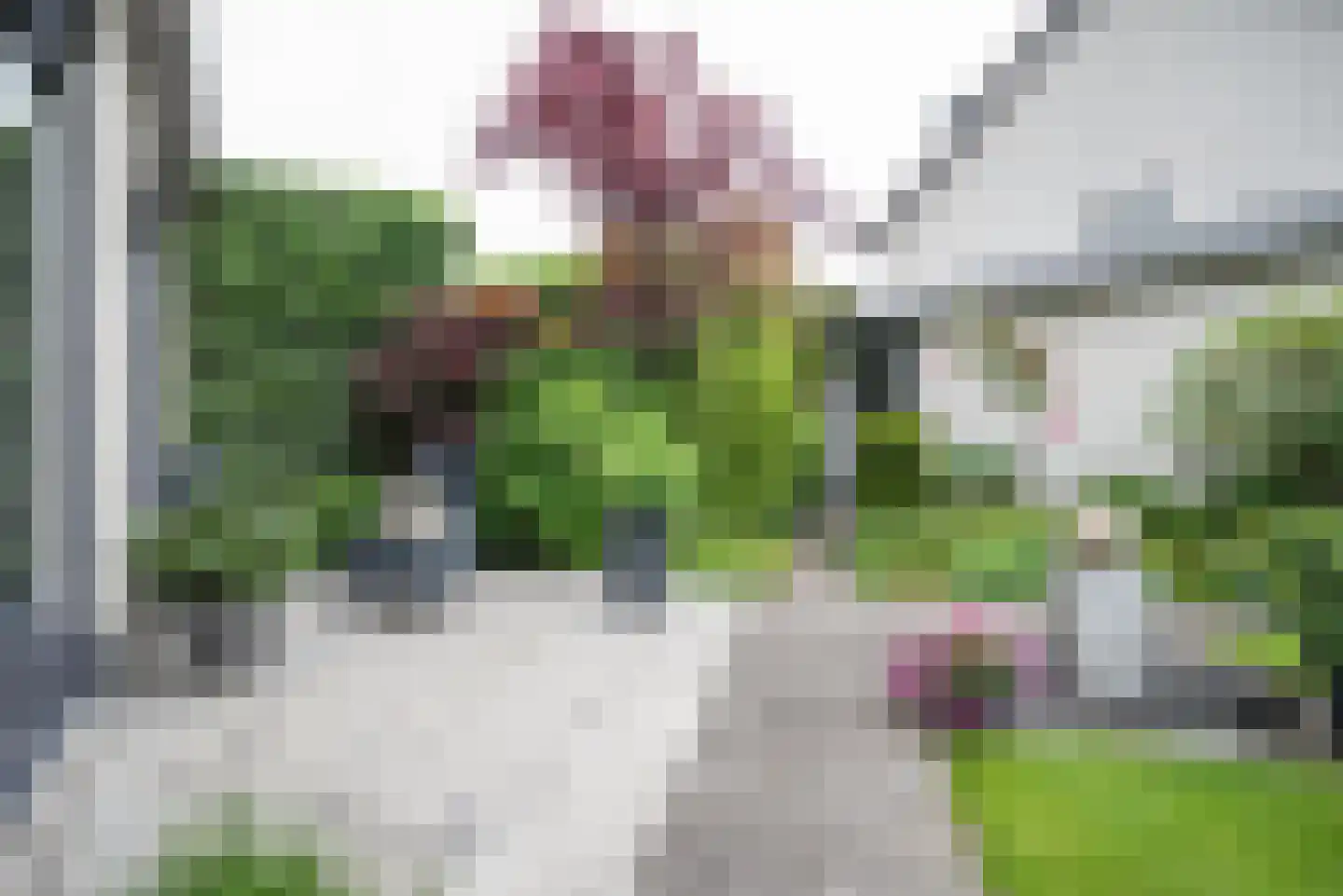 Koningsvaren 2 Bergschenhoek thumbnail 50