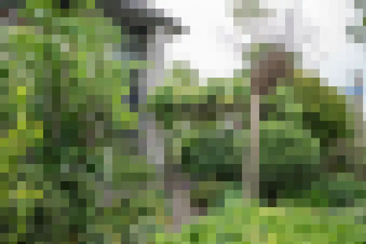Koningsvaren 2 Bergschenhoek thumbnail 9