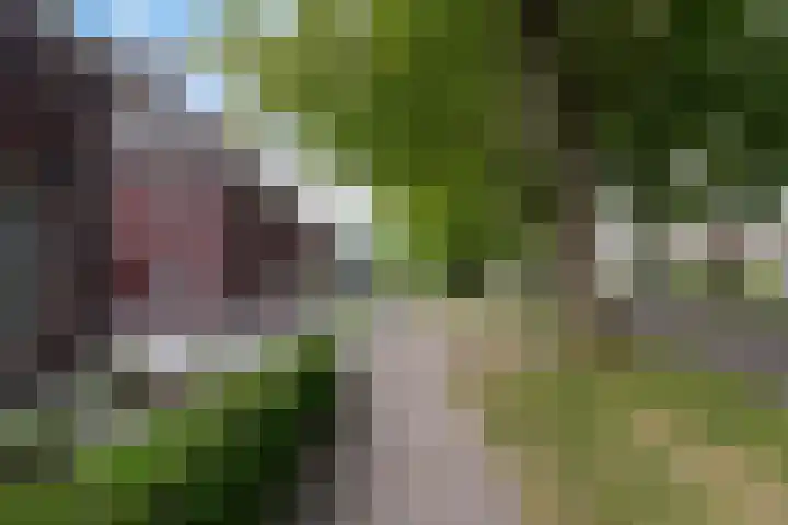 Koningsvaren 3 Oisterwijk thumbnail 55