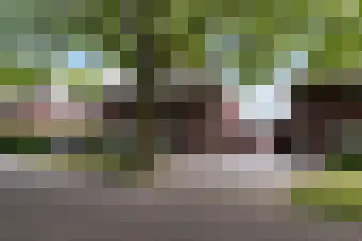 Koningsvaren 3 Oisterwijk thumbnail 6