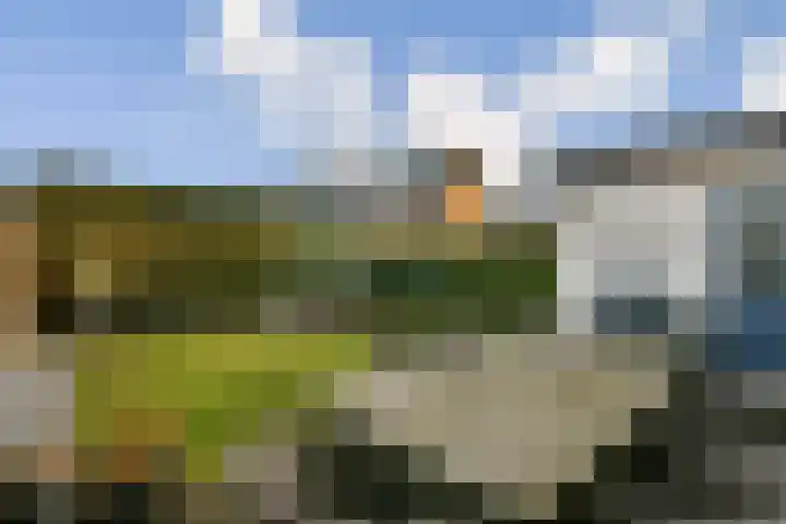 Koningsvaren 30 Bergschenhoek thumbnail 17