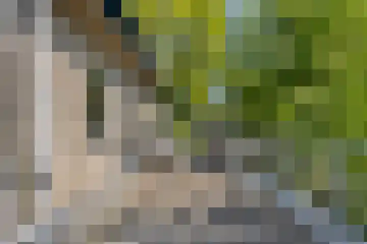 Koningsvaren 5 Valkenswaard thumbnail 21