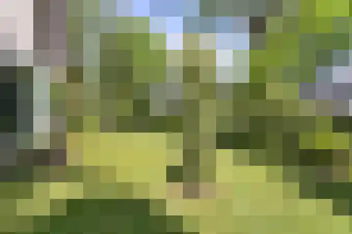 Koningsvaren 5 Valkenswaard thumbnail 30