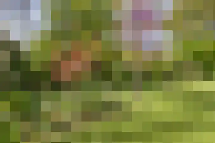 Koningsvaren 5 Valkenswaard thumbnail 31