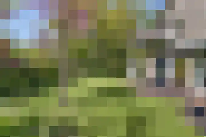 Koningsvaren 5 Valkenswaard thumbnail 35