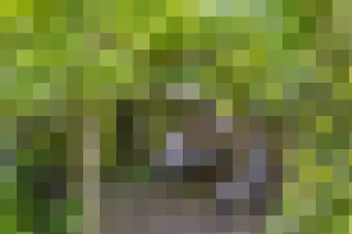 Koningsvaren 5 Valkenswaard thumbnail 39