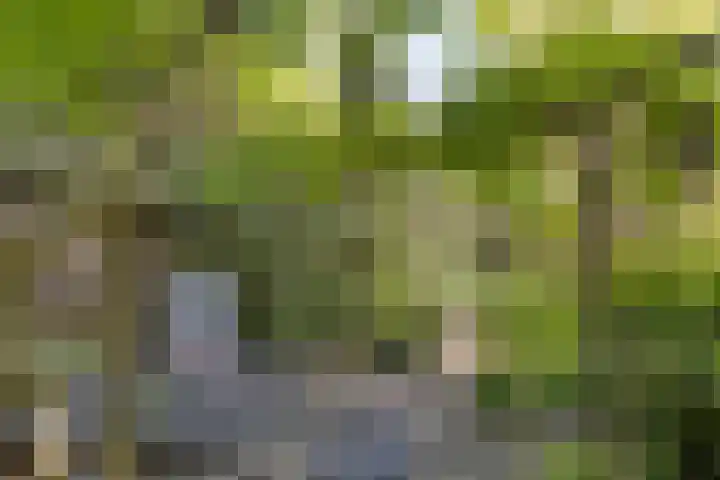Koningsvaren 5 Valkenswaard thumbnail 40