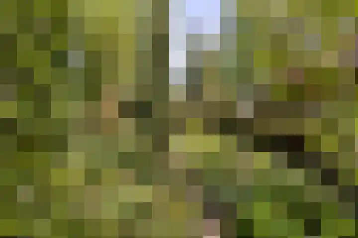 Koningsvaren 5 Valkenswaard thumbnail 41
