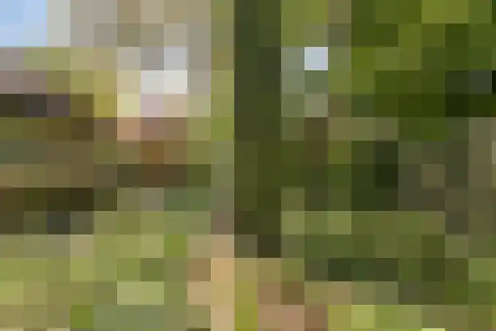 Koningsvaren 5 Valkenswaard thumbnail 42