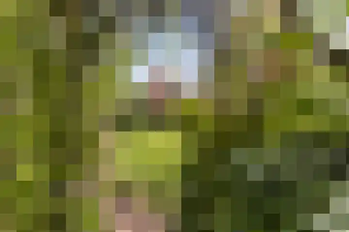 Koningsvaren 5 Valkenswaard thumbnail 43