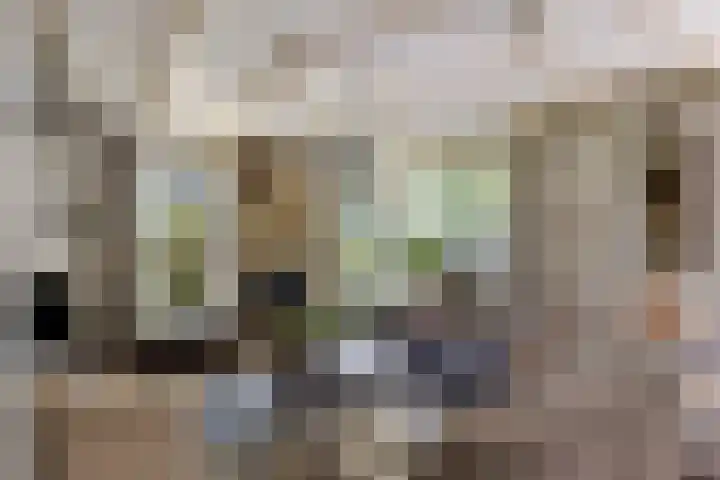 Koningsvaren 5 Valkenswaard thumbnail 6