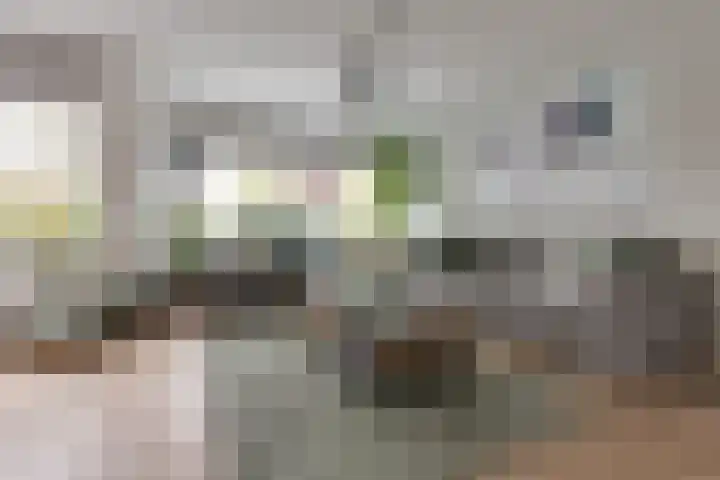 Koningsvaren 54 Bergschenhoek thumbnail 12