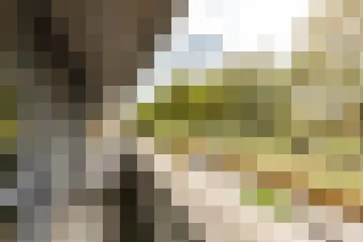 Koningsvaren 54 Bergschenhoek thumbnail 24