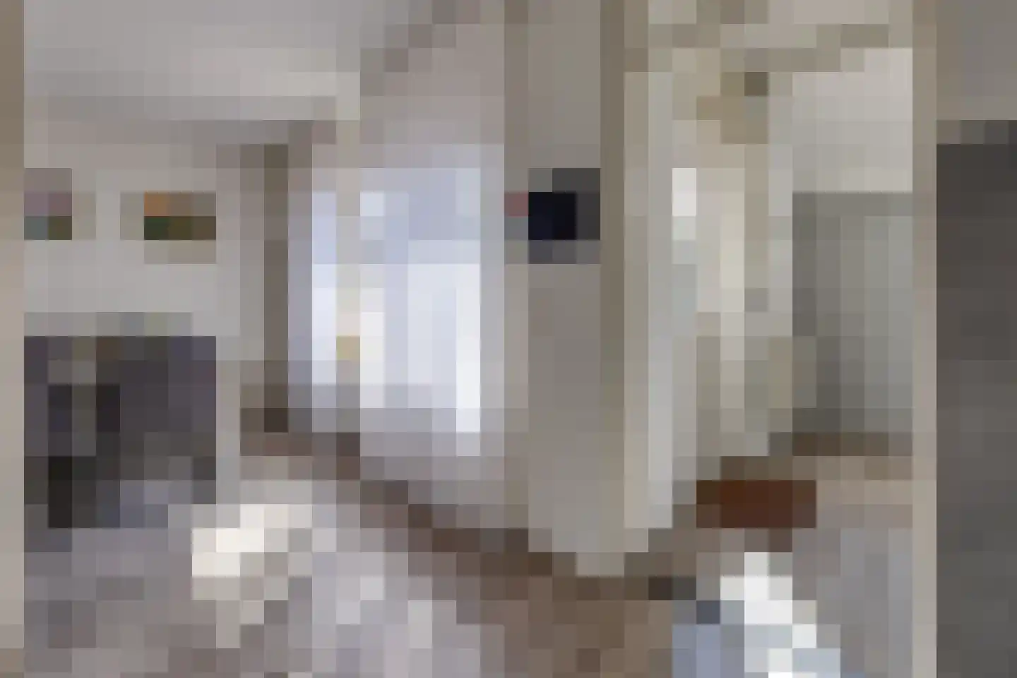 Koningsvaren 82 Ter Apel thumbnail 18