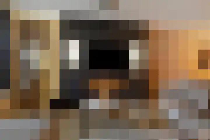 Koningsvaren 96 Ter Apel thumbnail 15
