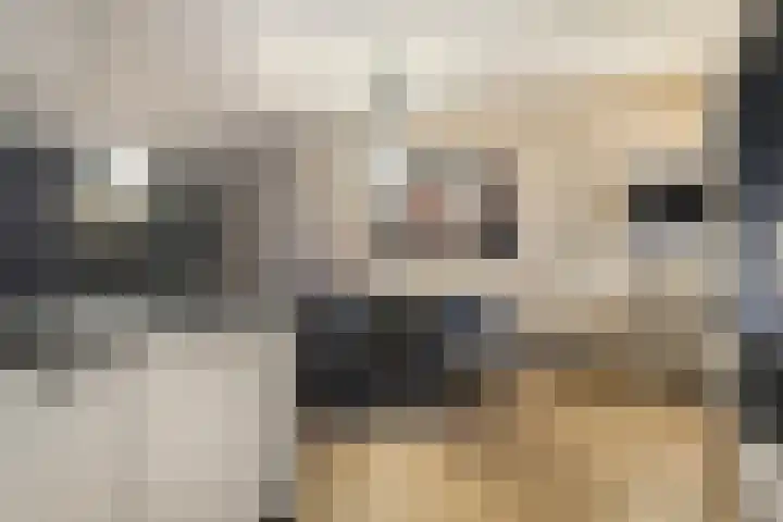 Koningsvaren 96 Ter Apel thumbnail 19