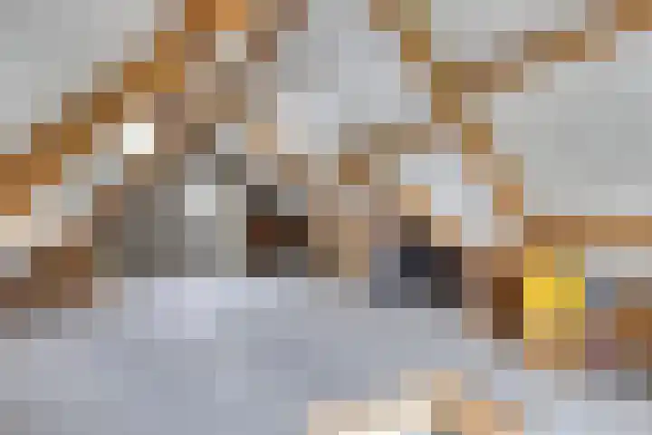 Koningsveld 45 Erp thumbnail 39