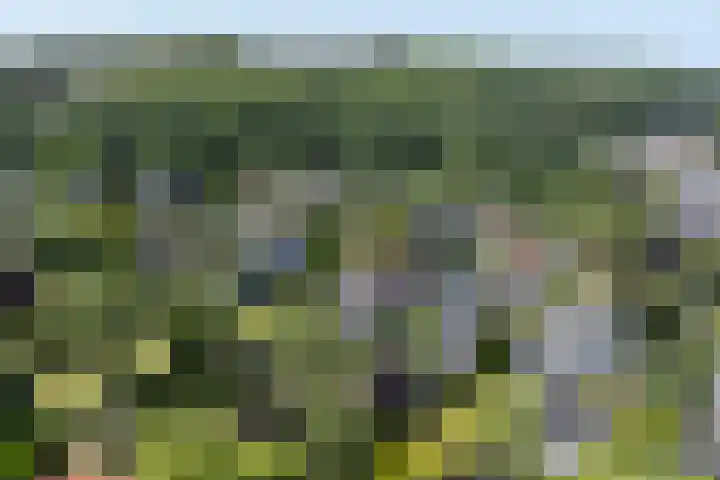 Koningsweg 1 Schoorl thumbnail 49