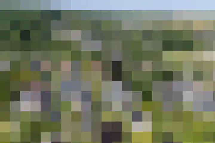 Koningsweg 1 Schoorl thumbnail 50