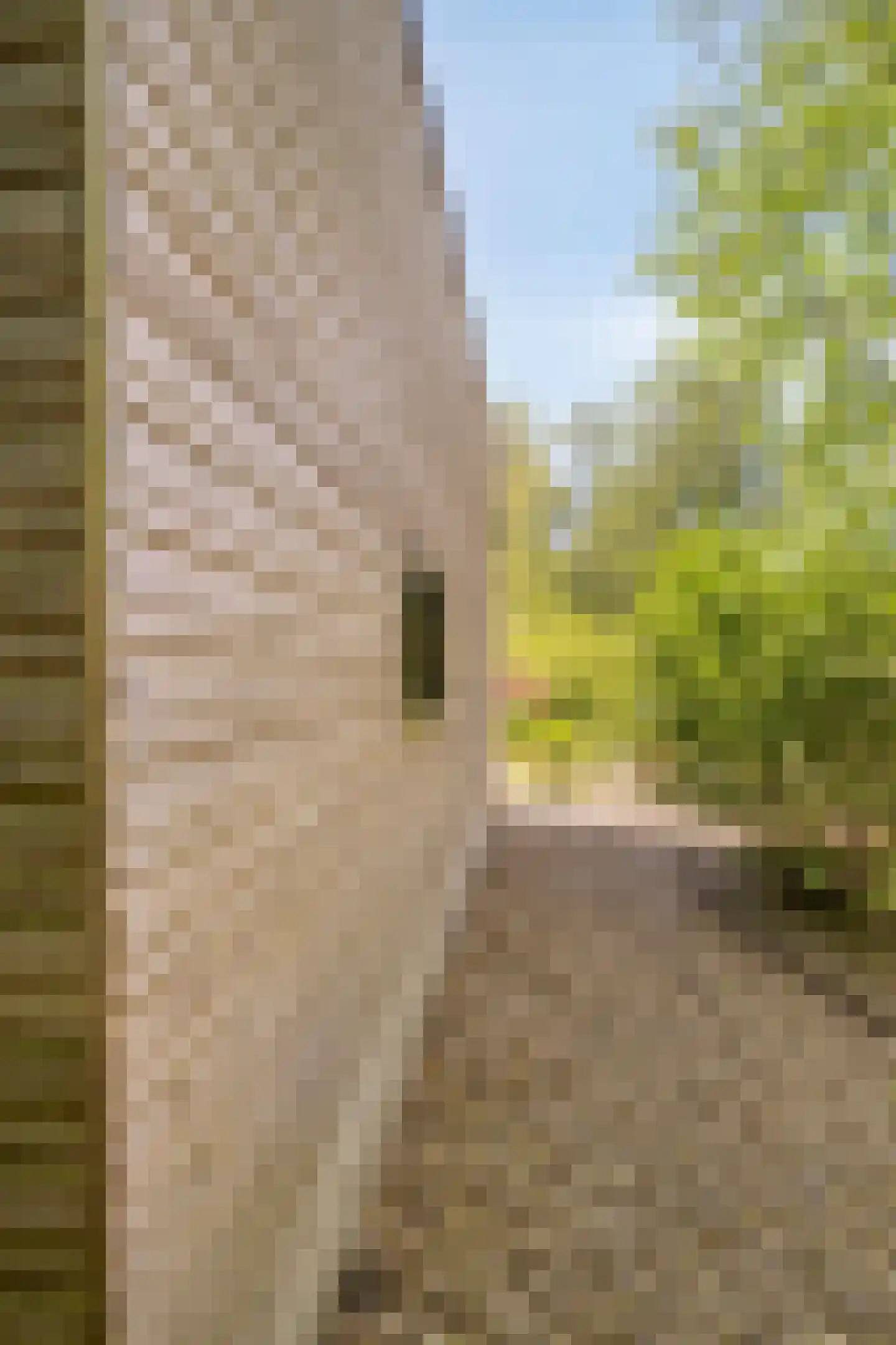 Koningsweg 14 9 Arnhem thumbnail 19