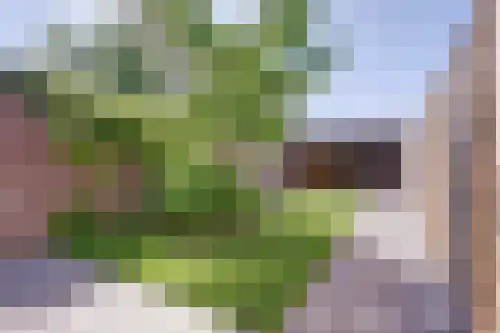 Koningsweg 181 Winterswijk thumbnail 5