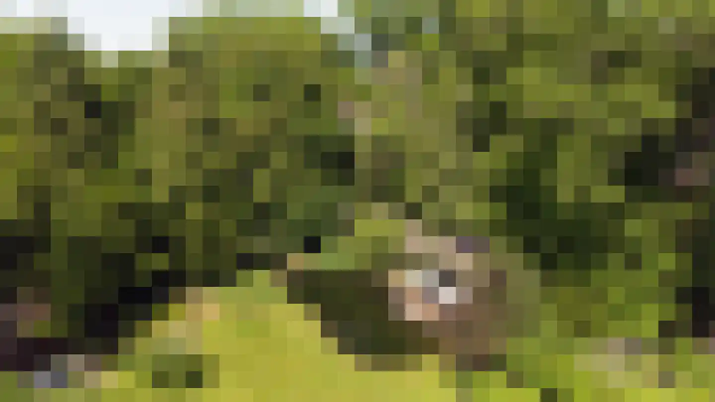 Koningsweg 23 Arnhem thumbnail 59
