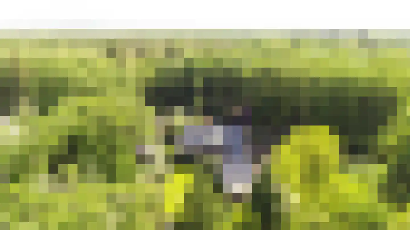 Koningsweg 23 Arnhem thumbnail 66