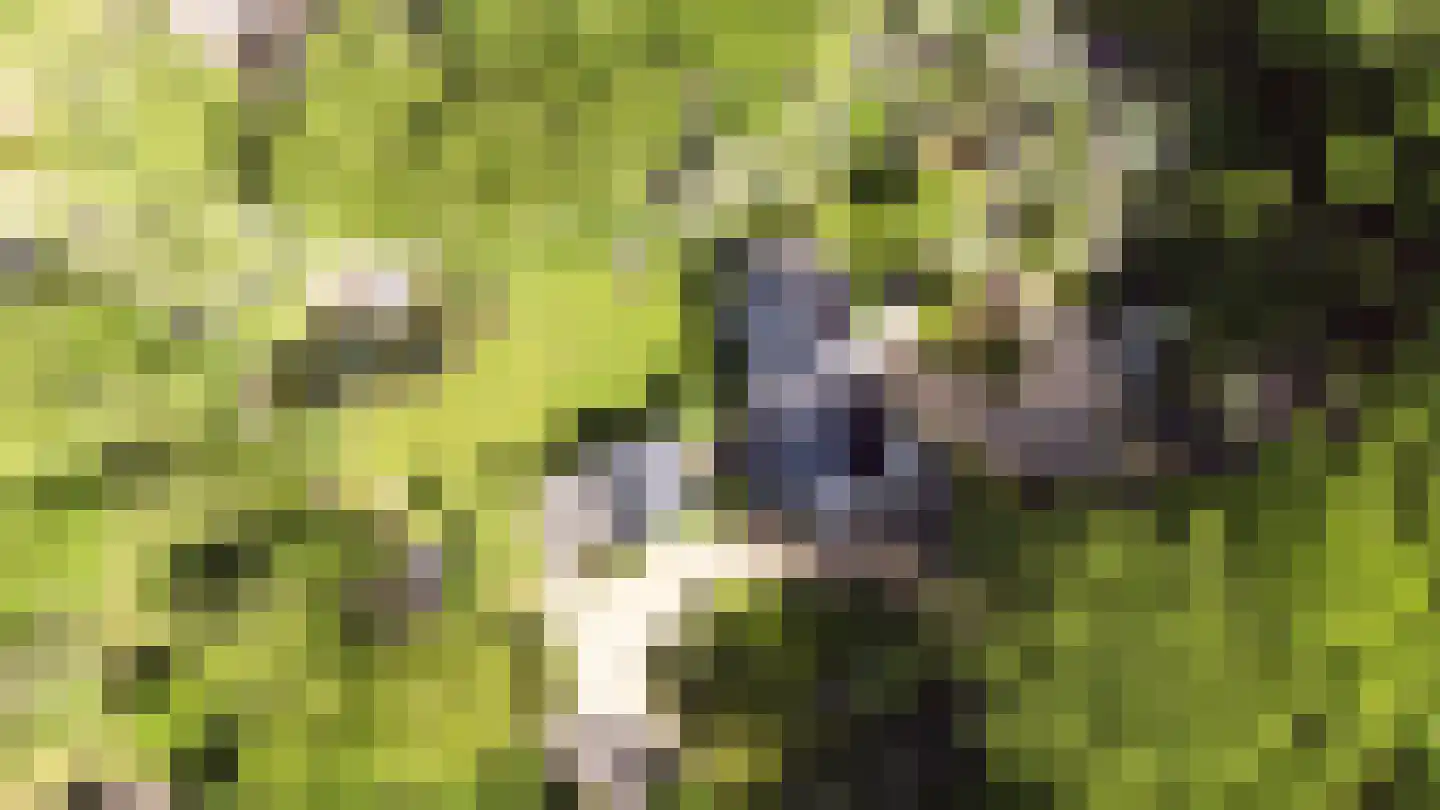 Koningsweg 23 Arnhem thumbnail 67