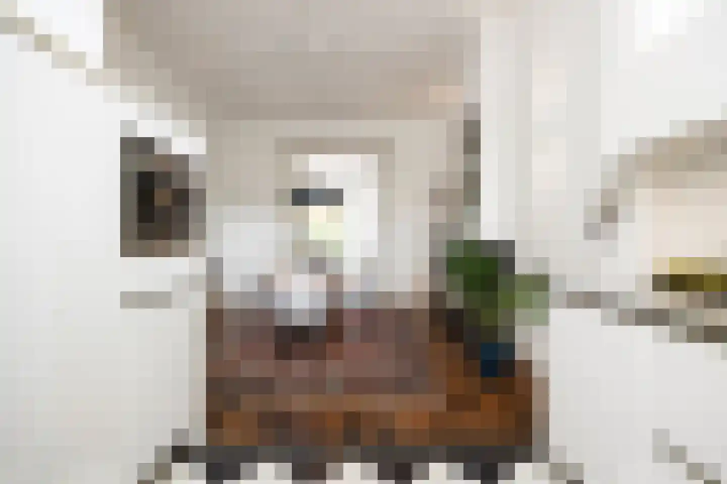 Koningsweg 31 D 's-Hertogenbosch thumbnail 19