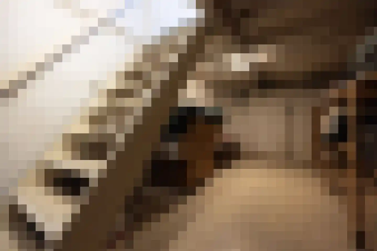 Koningsweg 31 D 's-Hertogenbosch thumbnail 39