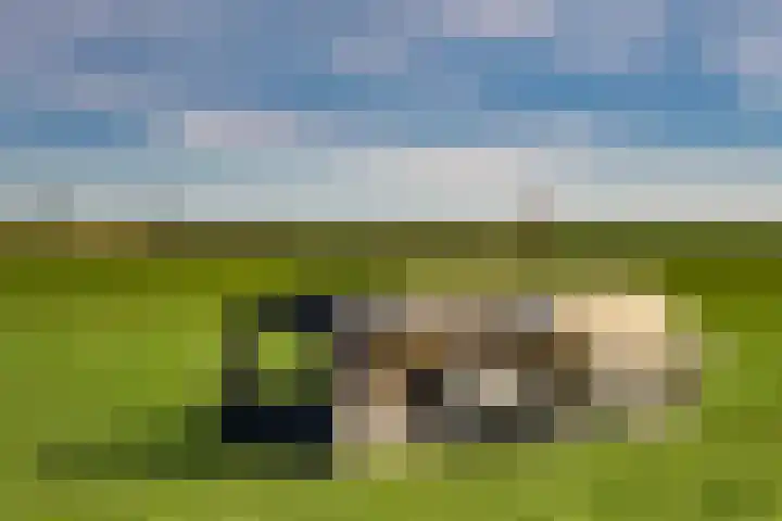 Koningsweg 38 Oosterend thumbnail 22