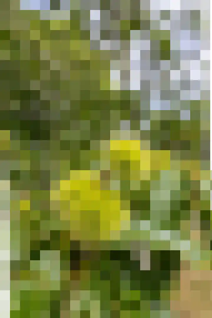 Koningsweg 42 Westerland thumbnail 26