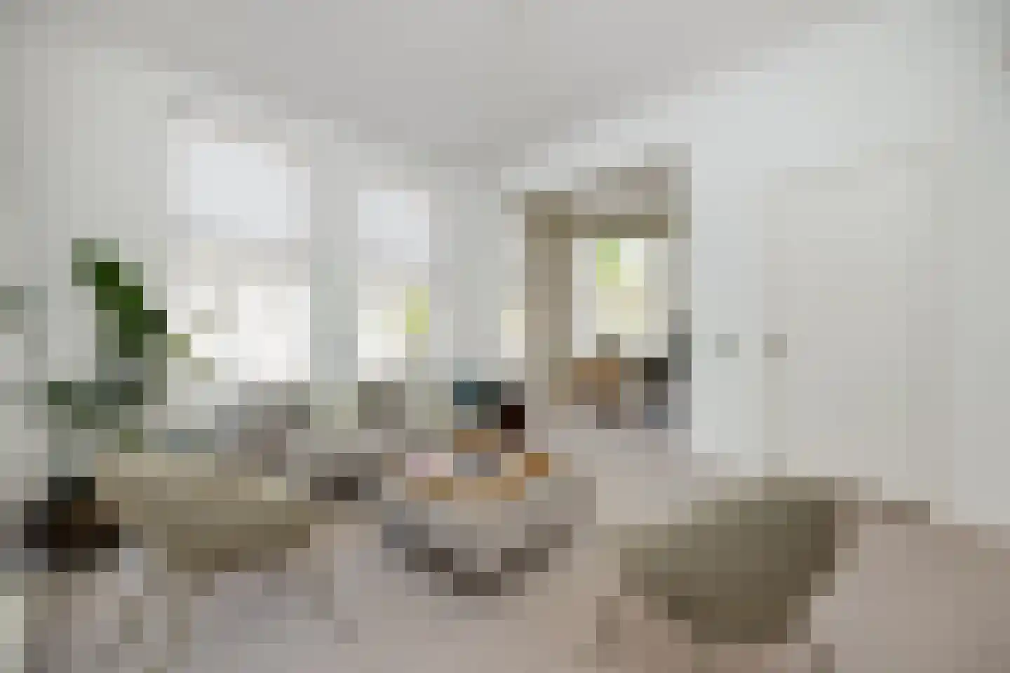 Koningsweg 72 's-Hertogenbosch thumbnail 24
