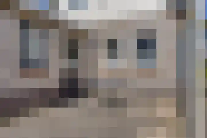 Koningszuur 2 Dodewaard thumbnail 33