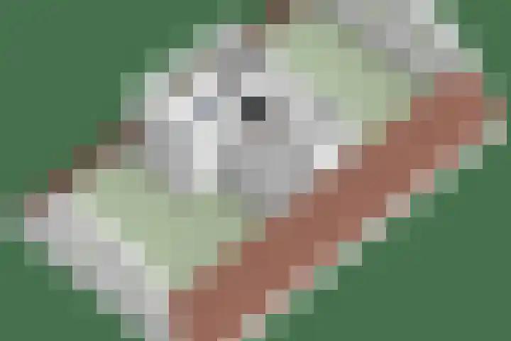 Koningszuur 2 Dodewaard thumbnail 43